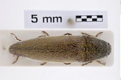 Foto (Dorsalansicht) von Melanotus leileri (Platia & Schimmel, 2001) (NHMW-ZOO-COL-0007715)